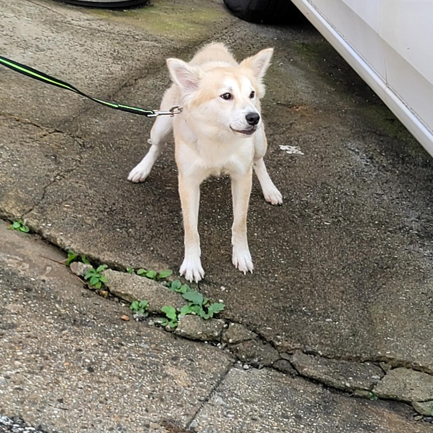 평택시유기동물보호소_441391202402702